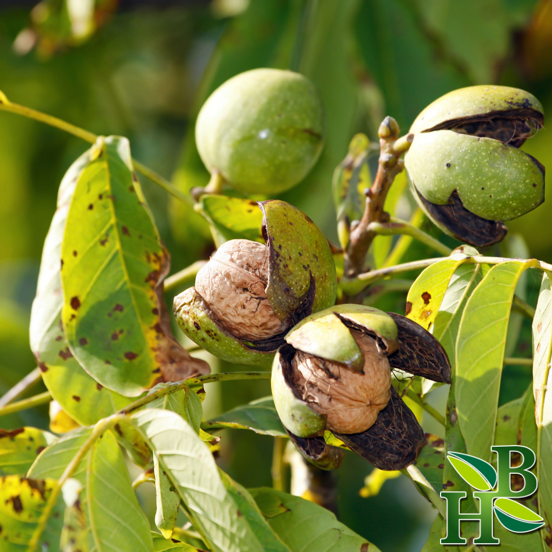 Black Walnut Leaf Powder