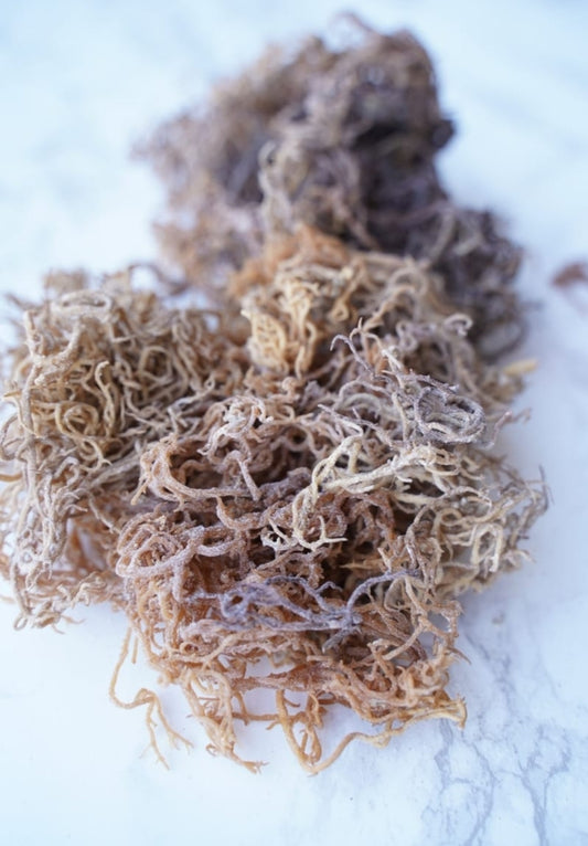 Raw Wildcrafted Zanzibar Sea Moss- 1/2 lb