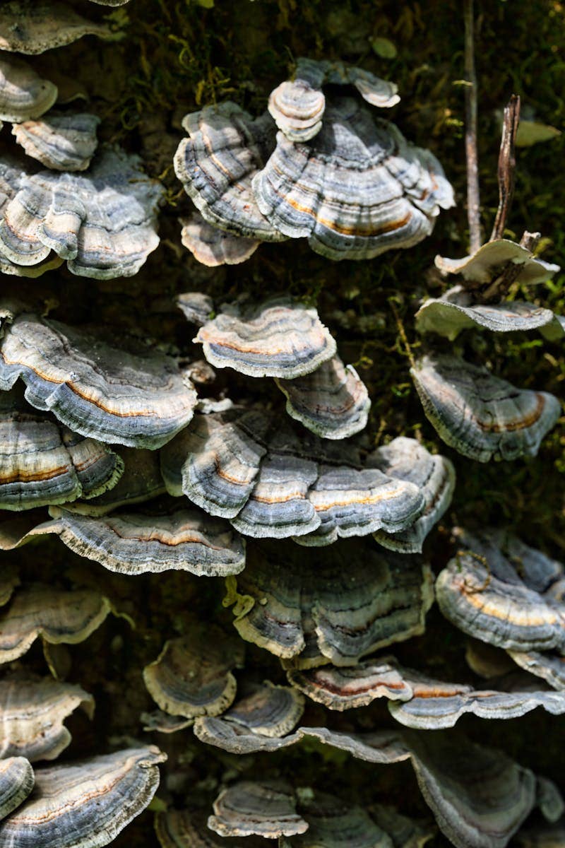 Turkey Tail Mushroom Powder