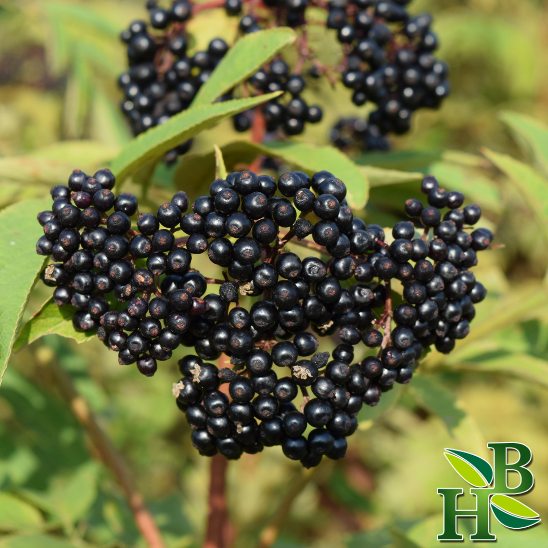 Organic Elderberry Whole